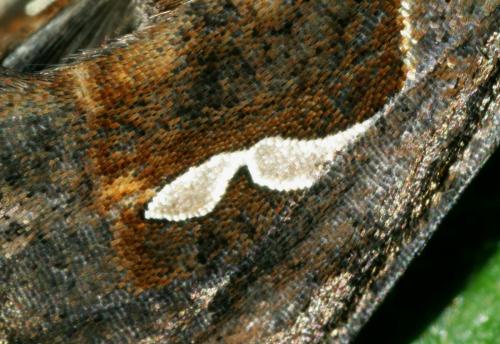 Macdunnoughia confusa
